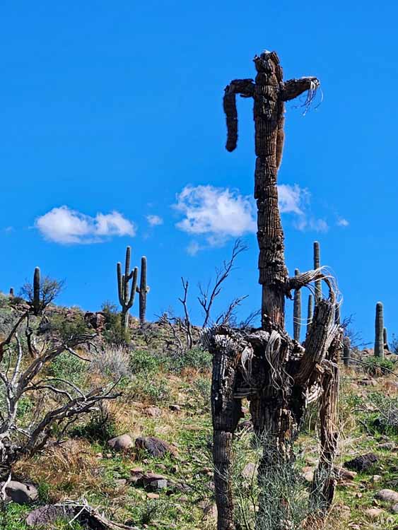 saguaro skeleton